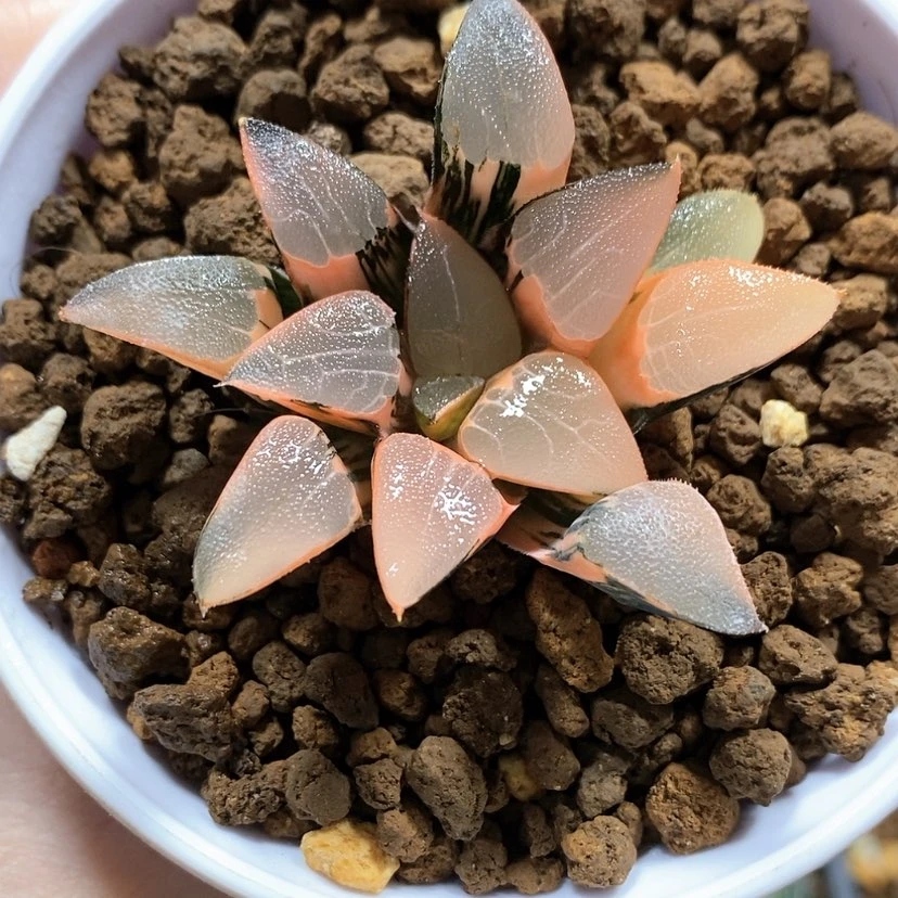 【闪购商品】114丘比特克锦