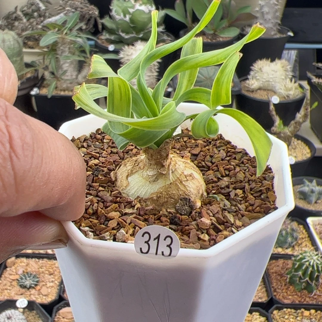 宽弹簧草一物一拍313