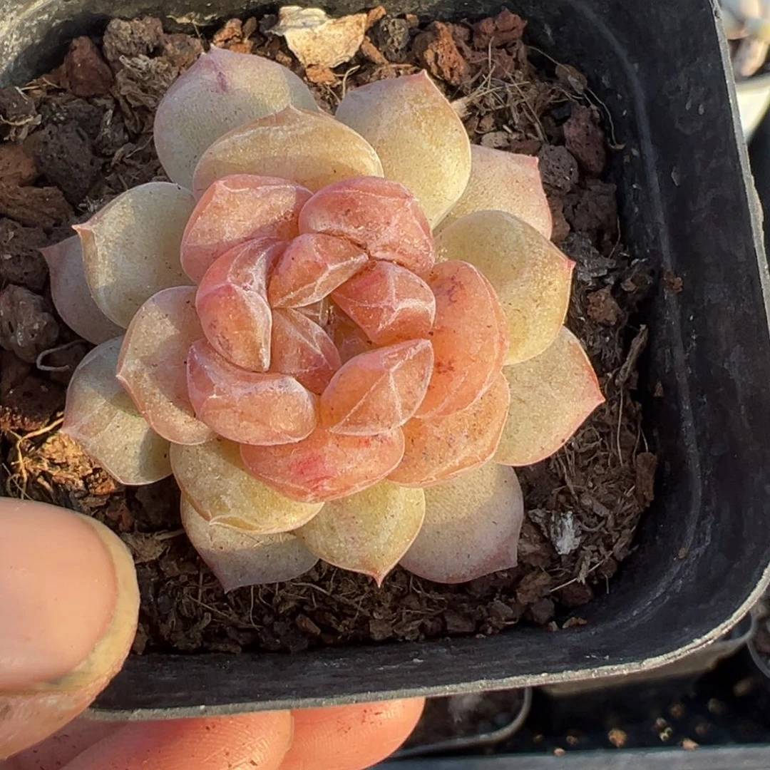 小卡拉米糖心一物一拍