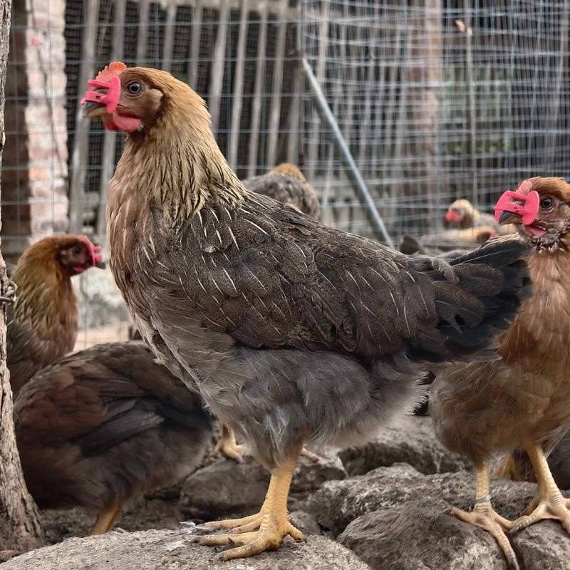 散养清远麻鸡 3只 （3只7斤重左右）ztxa