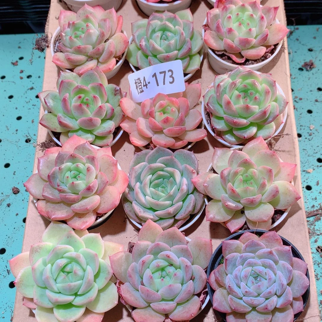 4-173一物一拍多肉带盆18颗