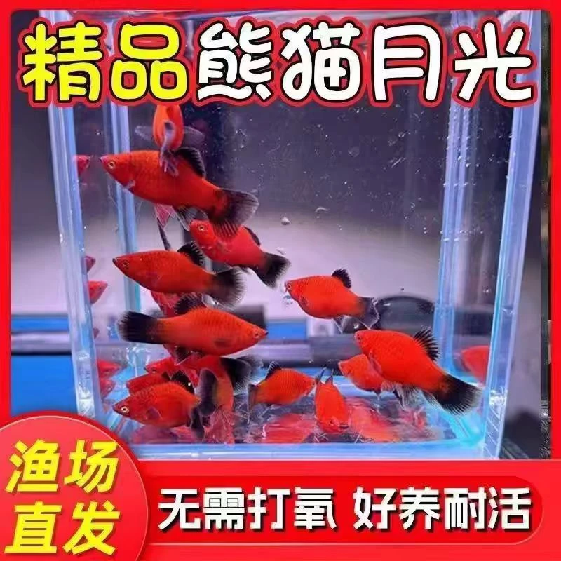精品熊猫鱼好看好养胎生混养红色中国红月光鱼观赏小鱼米奇观赏鱼