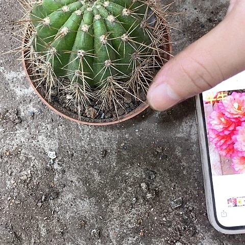牛牛毛花，5公分左右
