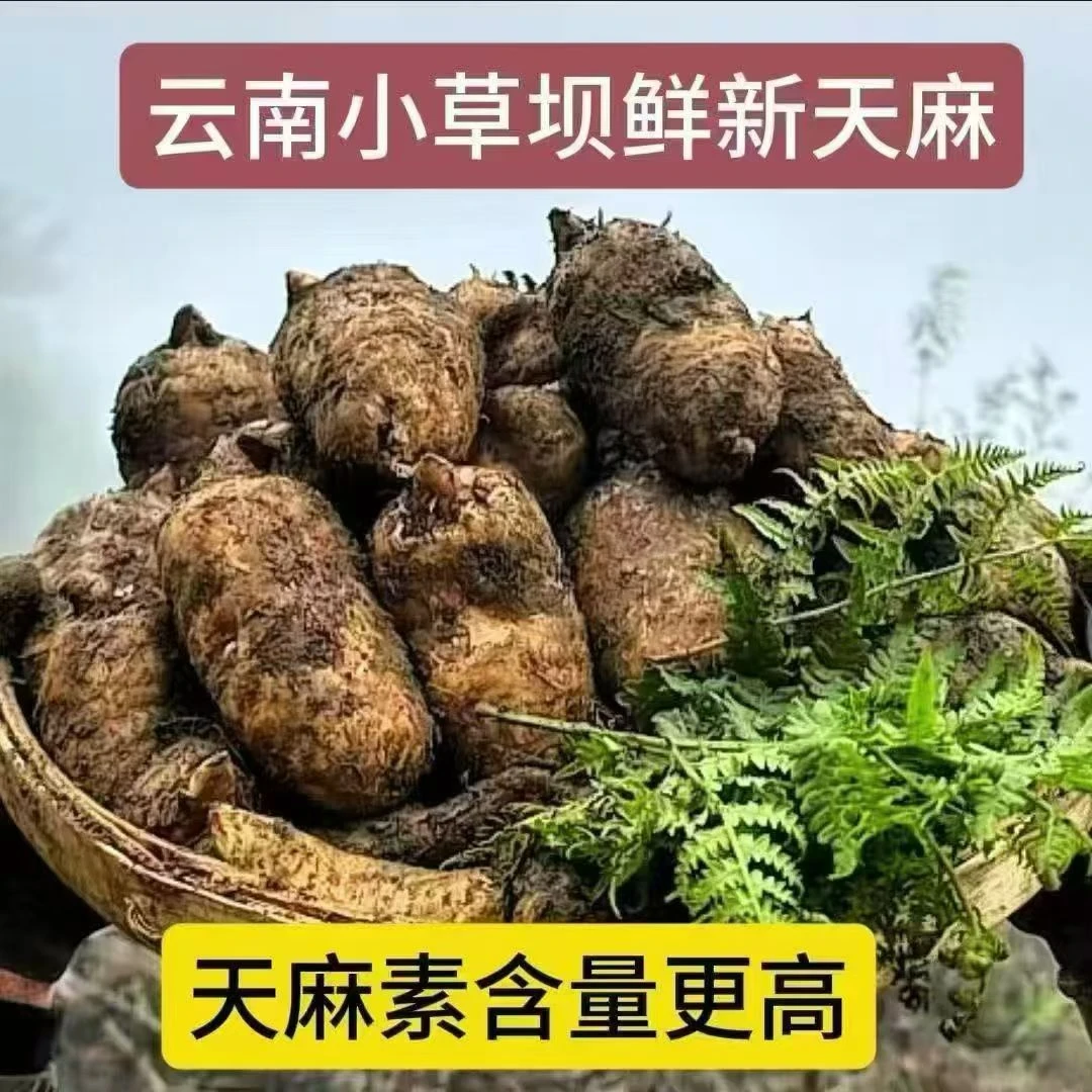 云南昭通小草坝新鲜天麻源产地采摘发货（大麻）