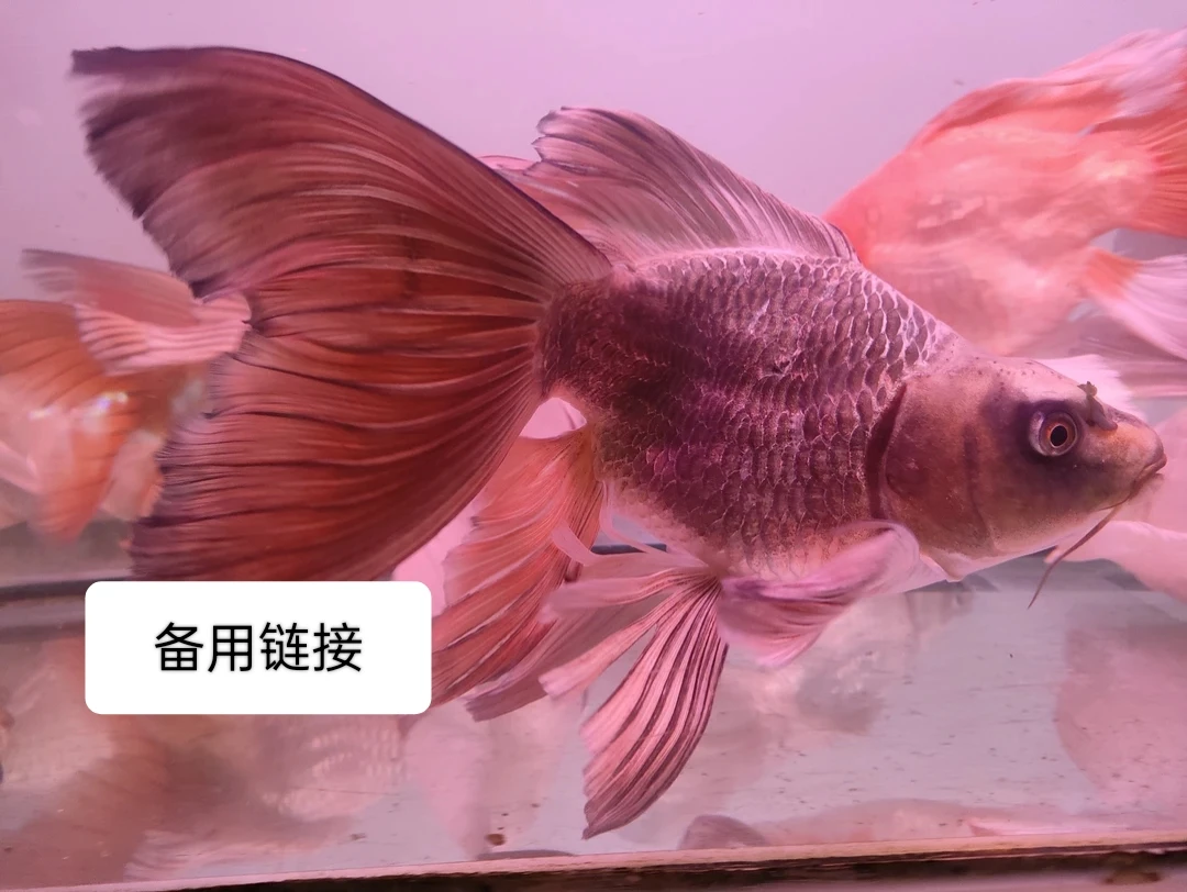 活体宠物大型热带鱼 重金属熊猫蝴蝶鲤