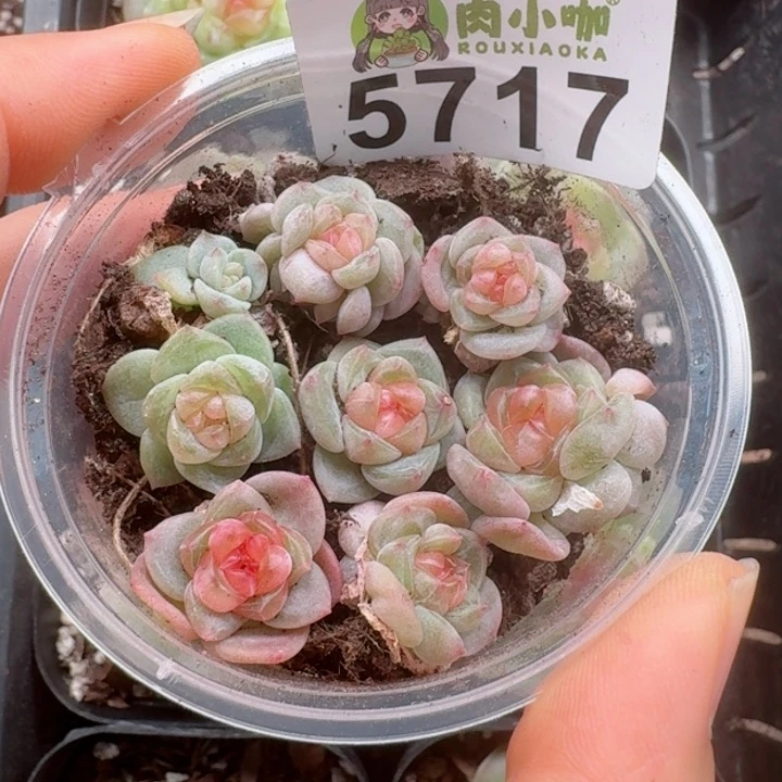 多肉植物多肉植物
