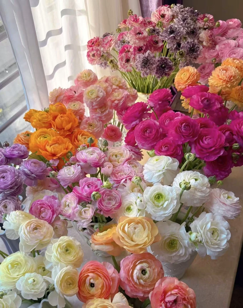 【洋牡丹】 百合鲜花 云南鲜花任意两单发顺丰