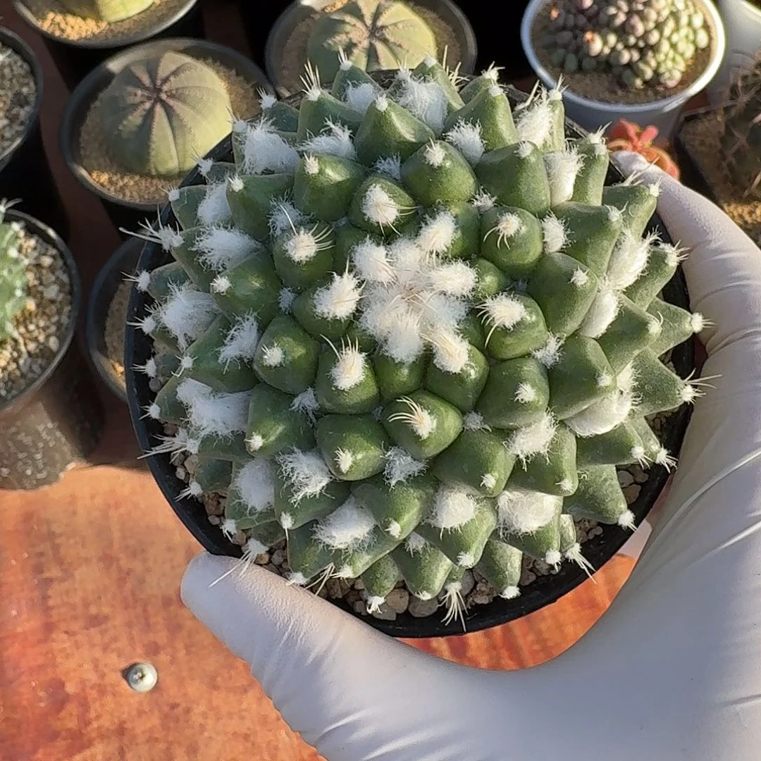 雪糕仙人球223456