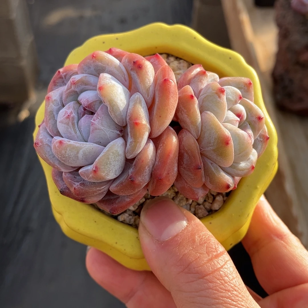 星影石榴汁 一物一拍不支持退换