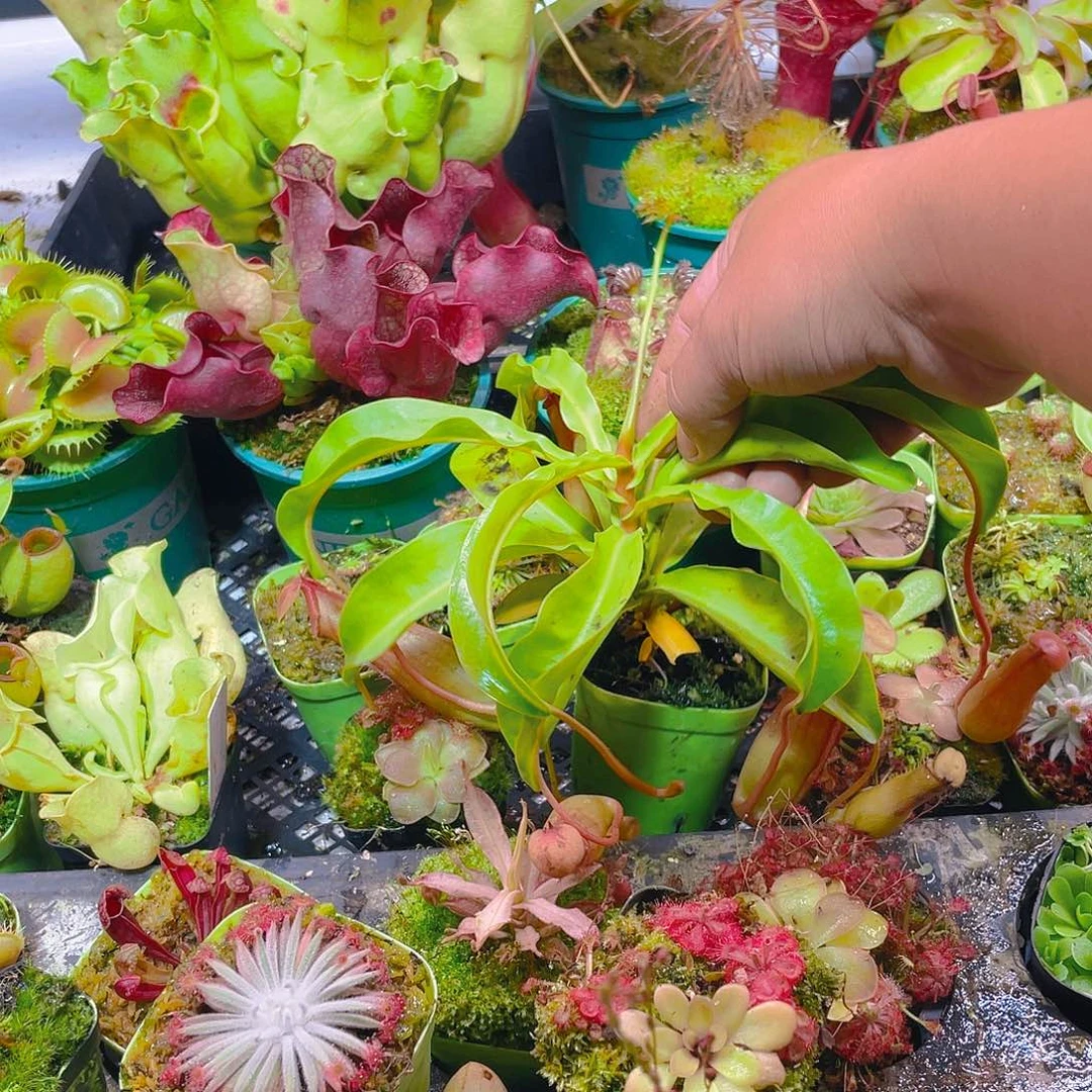 完全开放波浪红瓶猪笼草