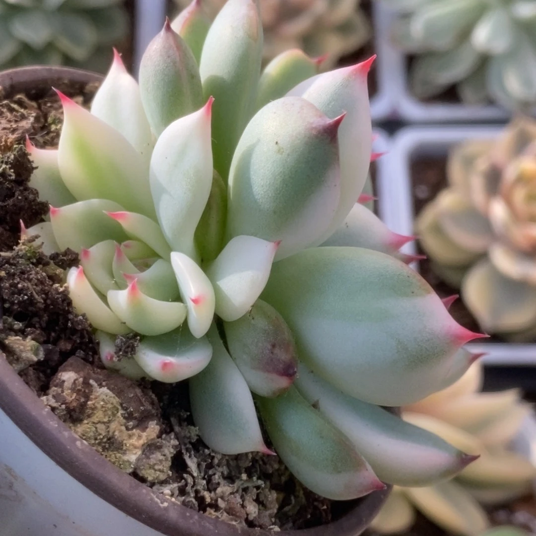 046锦锦锦锦锦锦锦