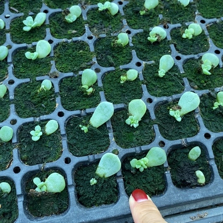 竹马芽苗一个多肉