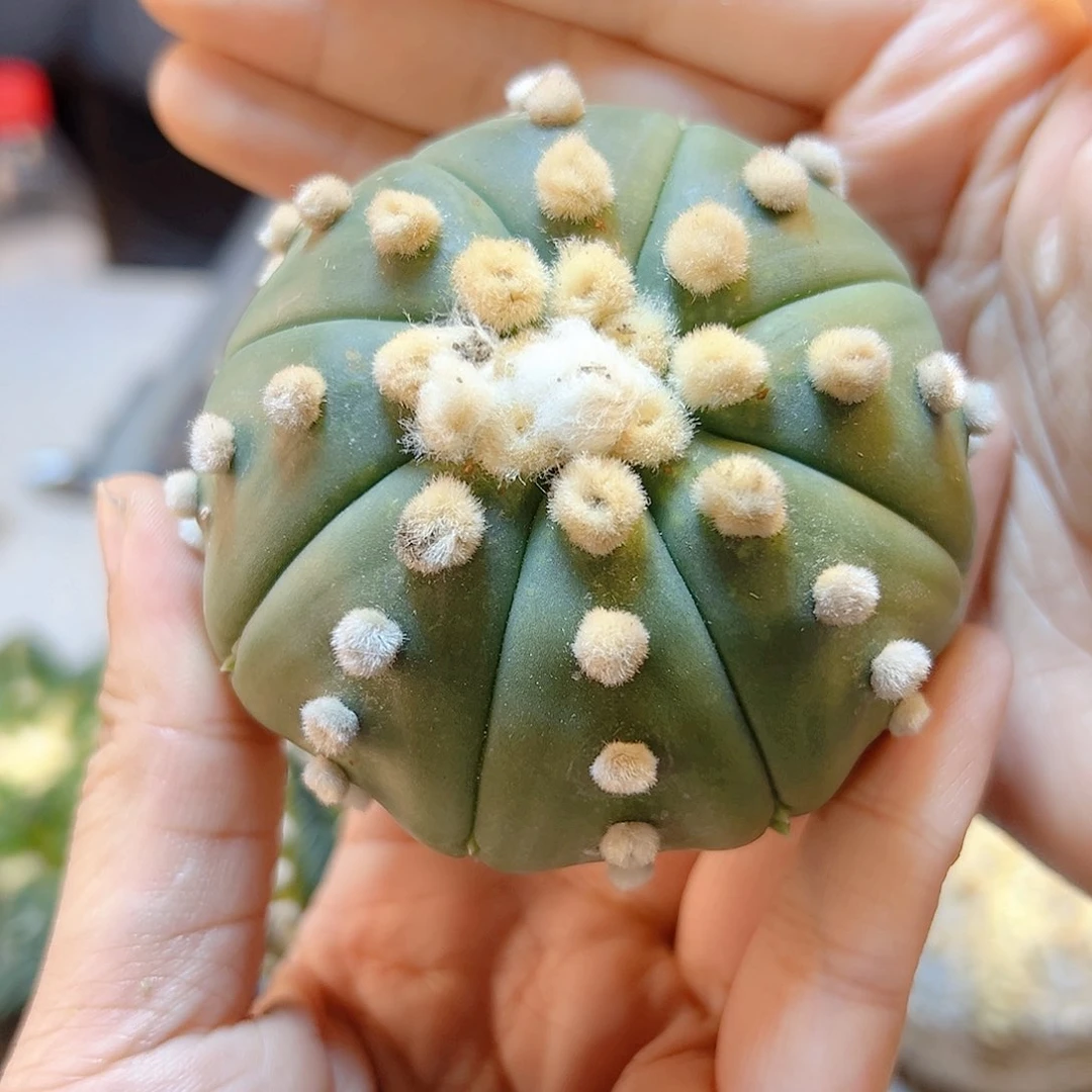 30号苗接大尤琉璃兜无根7公分