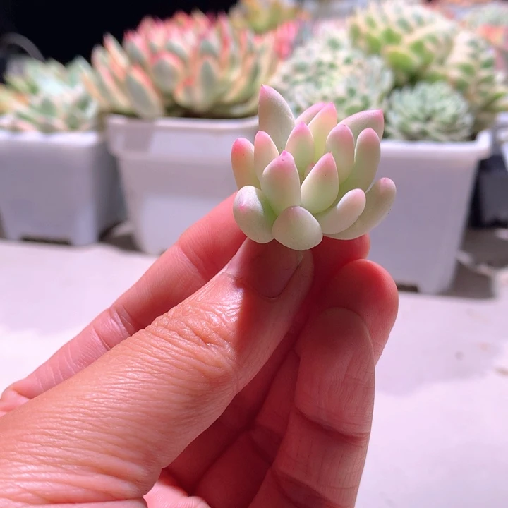 汤圆白覆轮锦砍头
