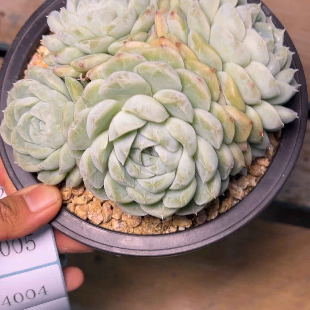 n**z4002多肉多多多多