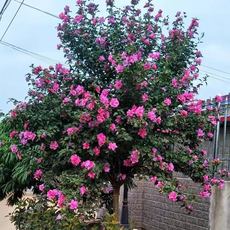 木槿花苗棒棒糖多年生庭院阳台四季花卉新手好养耐寒抗热别墅花园