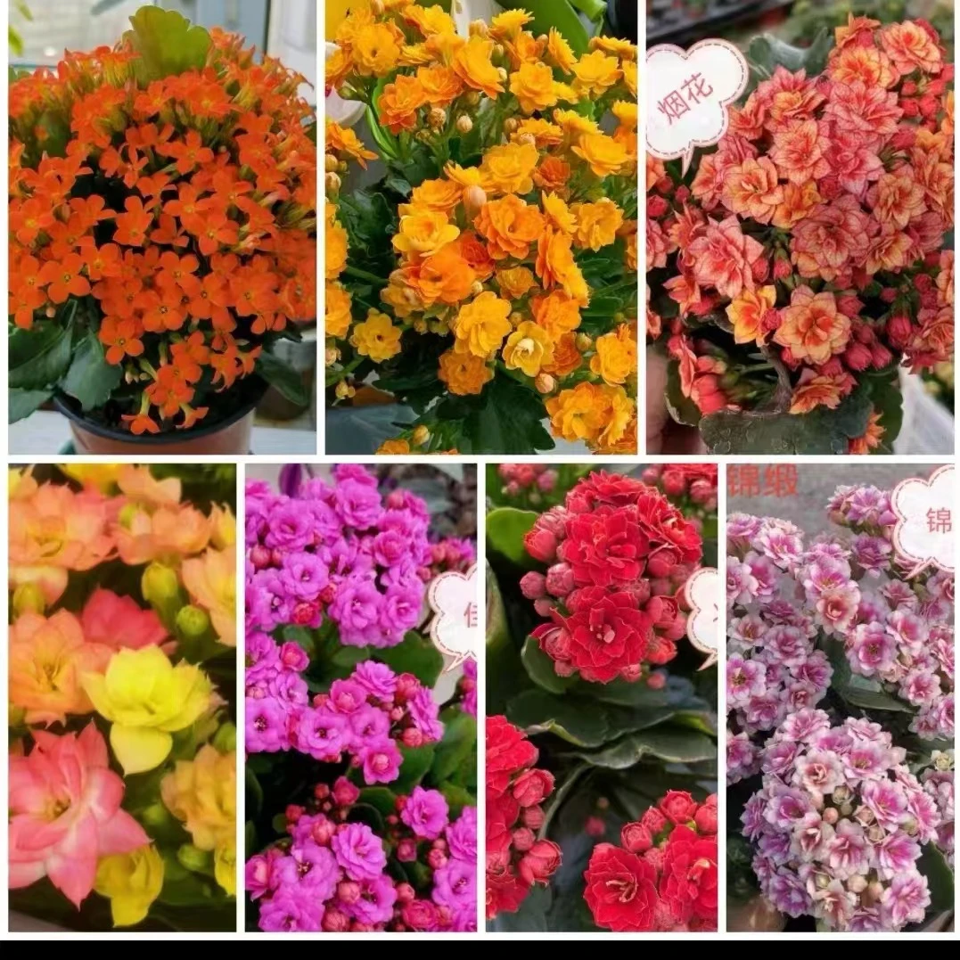 罗比橙，卡花期长 阳台花卉 花园盆栽