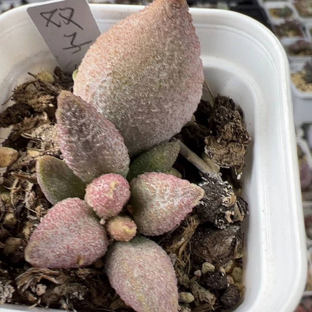 双子座大苗多肉植物水泡