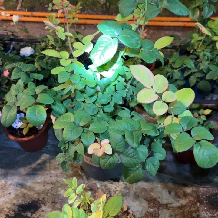 无花朵记忆轨道中苗