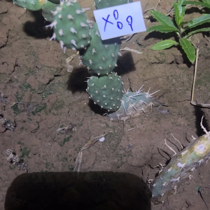 冰***洁X89仙人掌一颗35/////