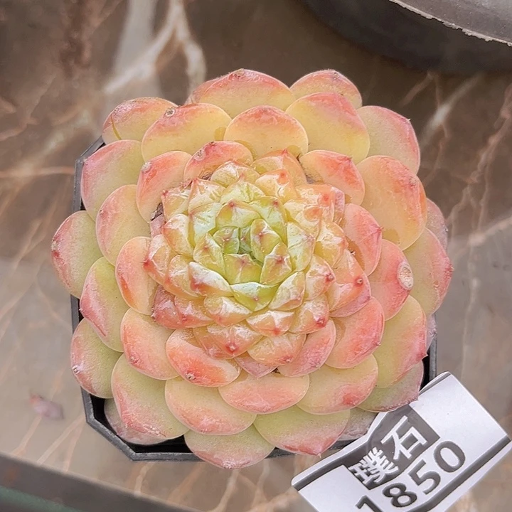 冰冰1850多肉植物