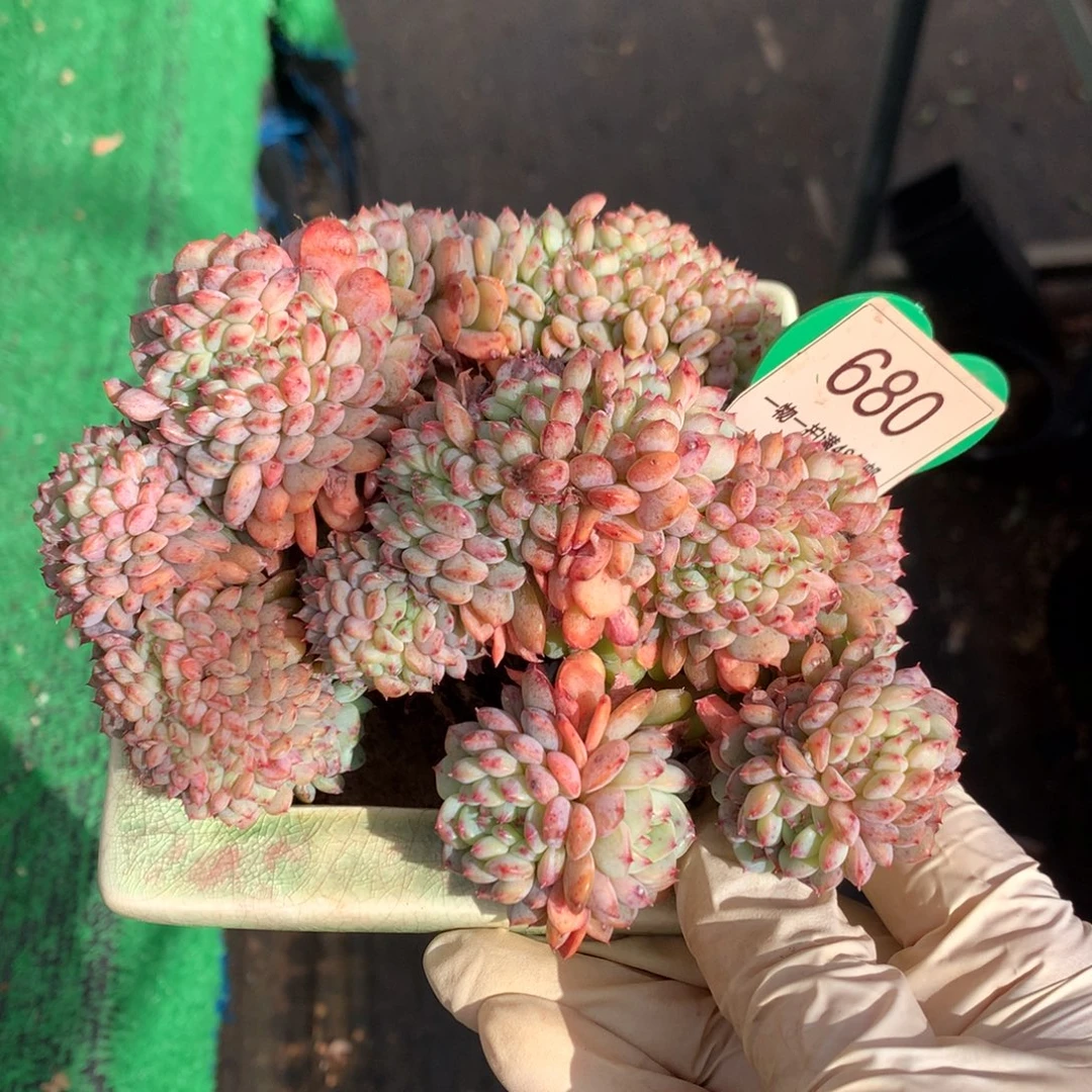 白胖子缀化一物一拍680