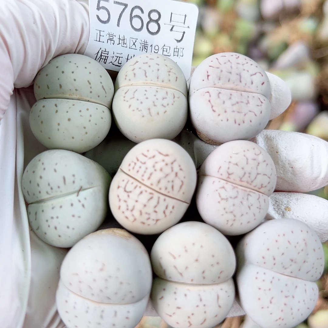 5768 好养易活生石花大母本9个2-2.5cm