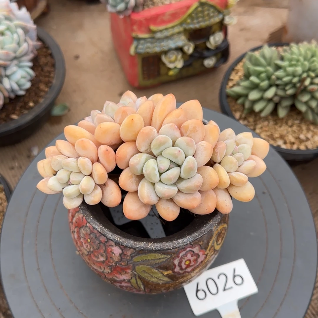 6026。       香水四头多肉