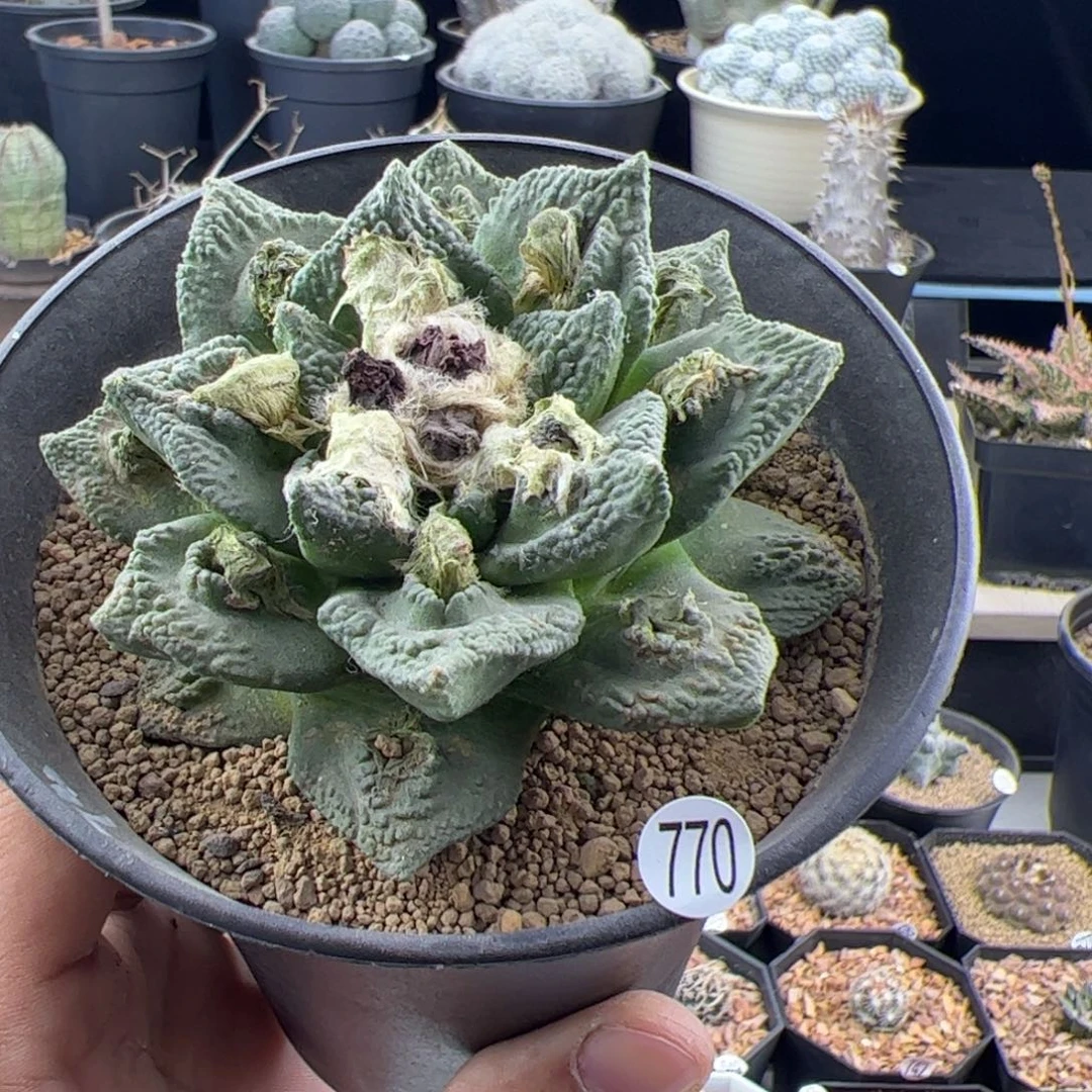 牡丹自根8.5一物一拍770