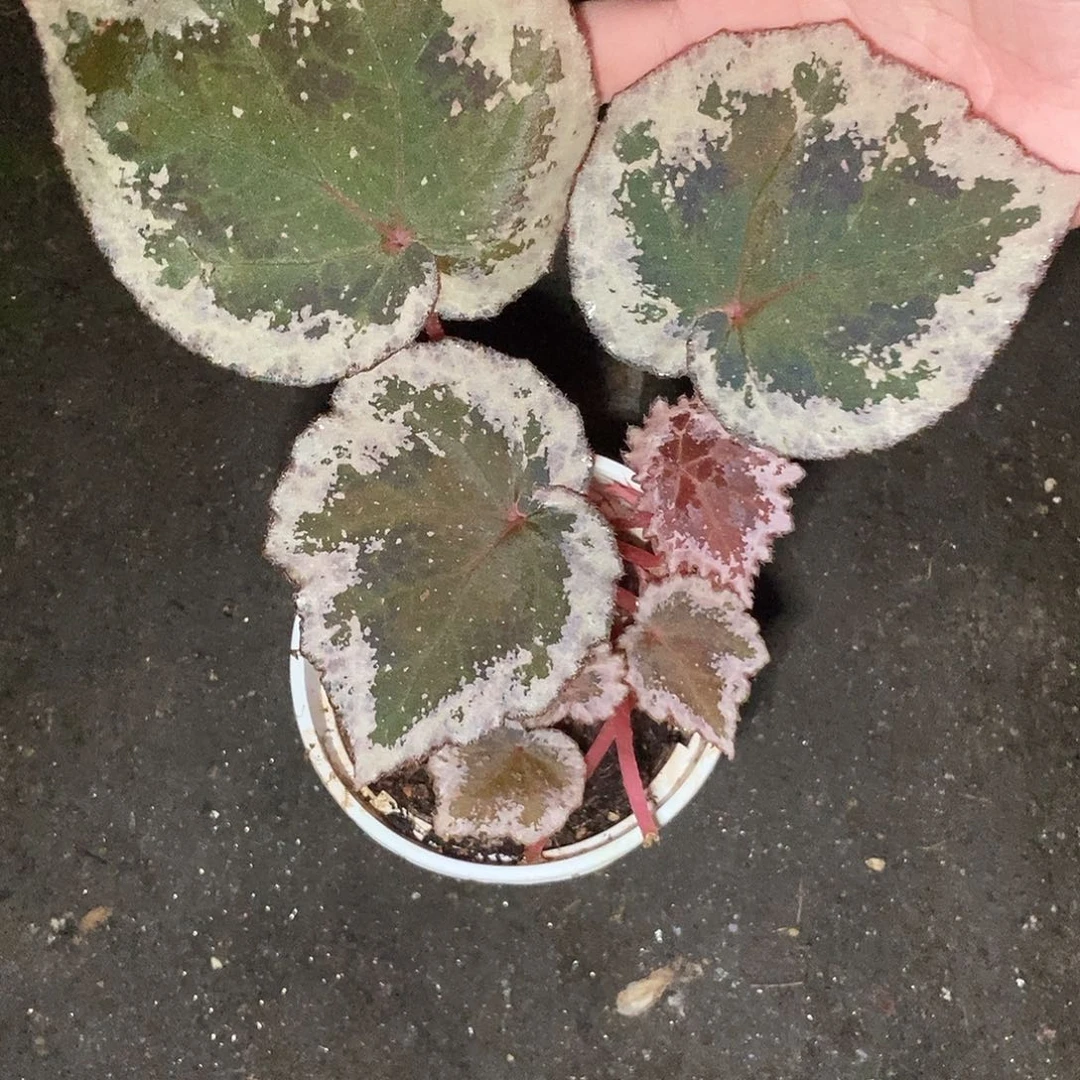 巧克力秋海棠一物一拍