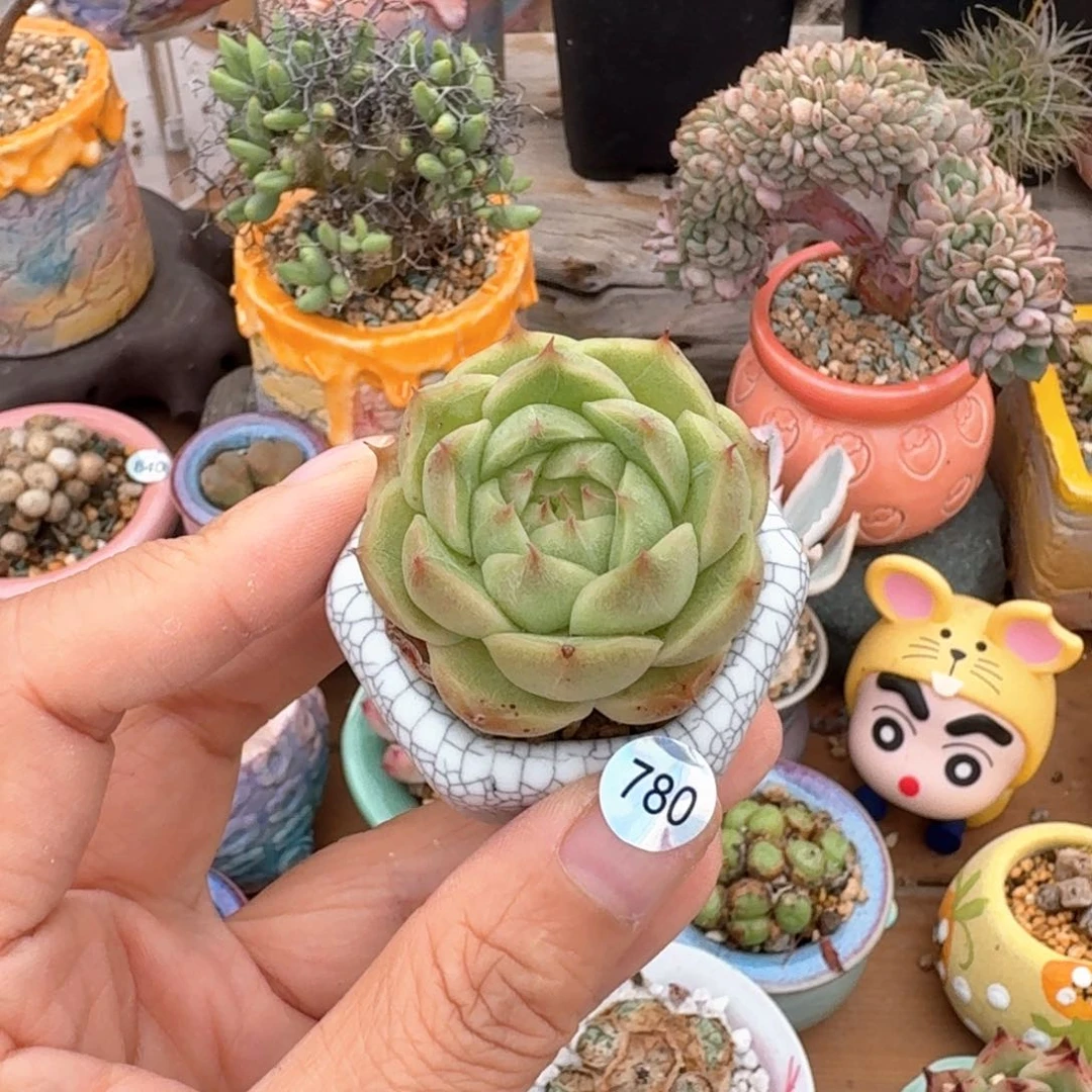 780 多肉含盆土30元包邮➗偏远地区