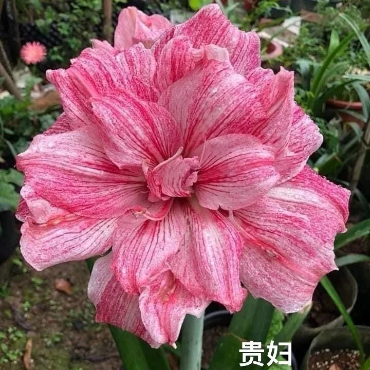 【贵妇】朱顶红包对版不包养护