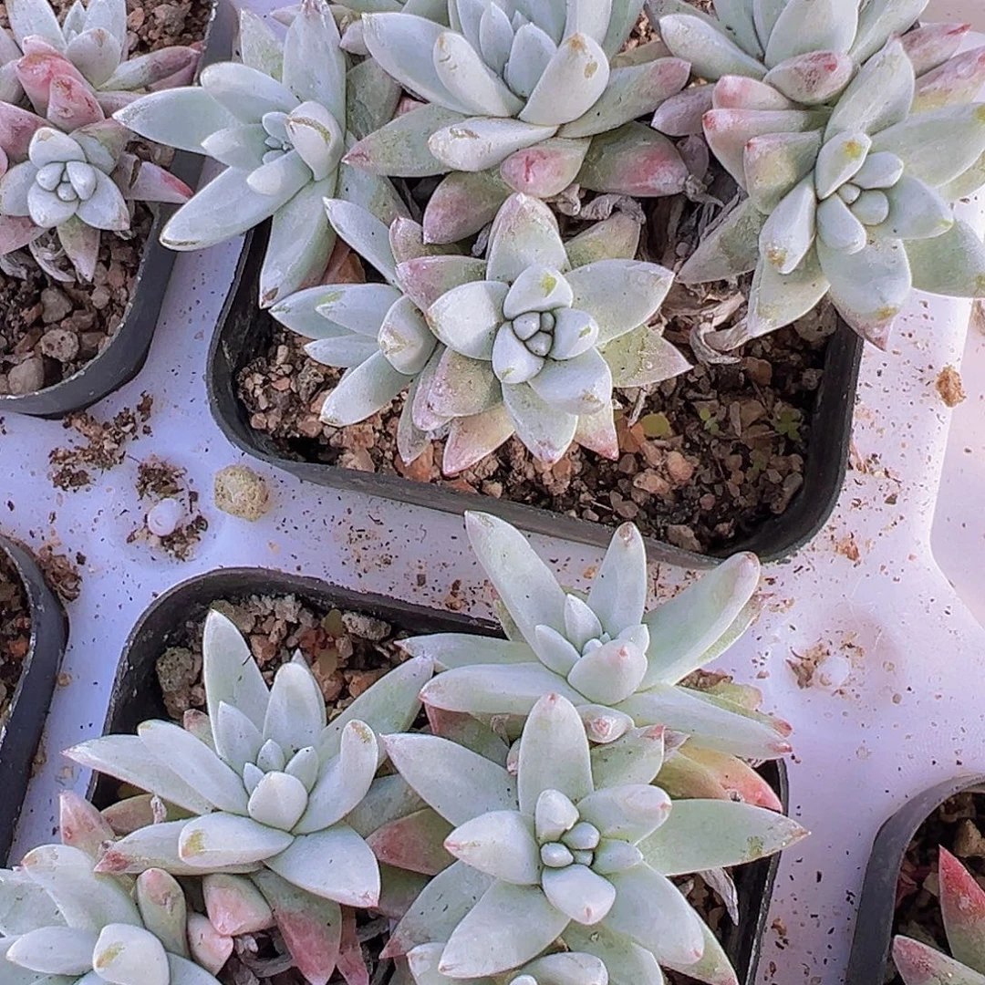 白菊19包邮4头起发多肉