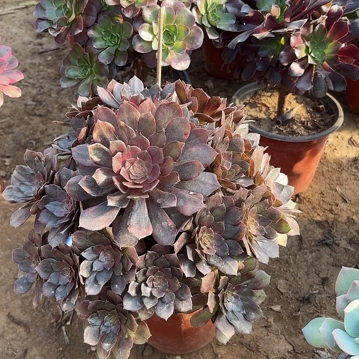 多肉植物法师万灰29