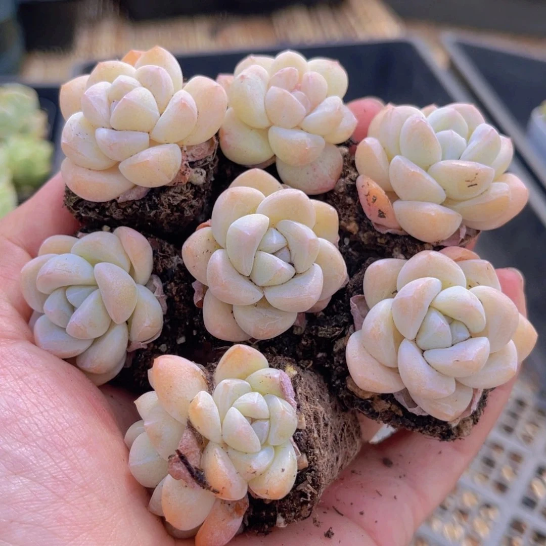 正版黄皮冰玉15颗3-4cm多肉植物以直播间展示为主