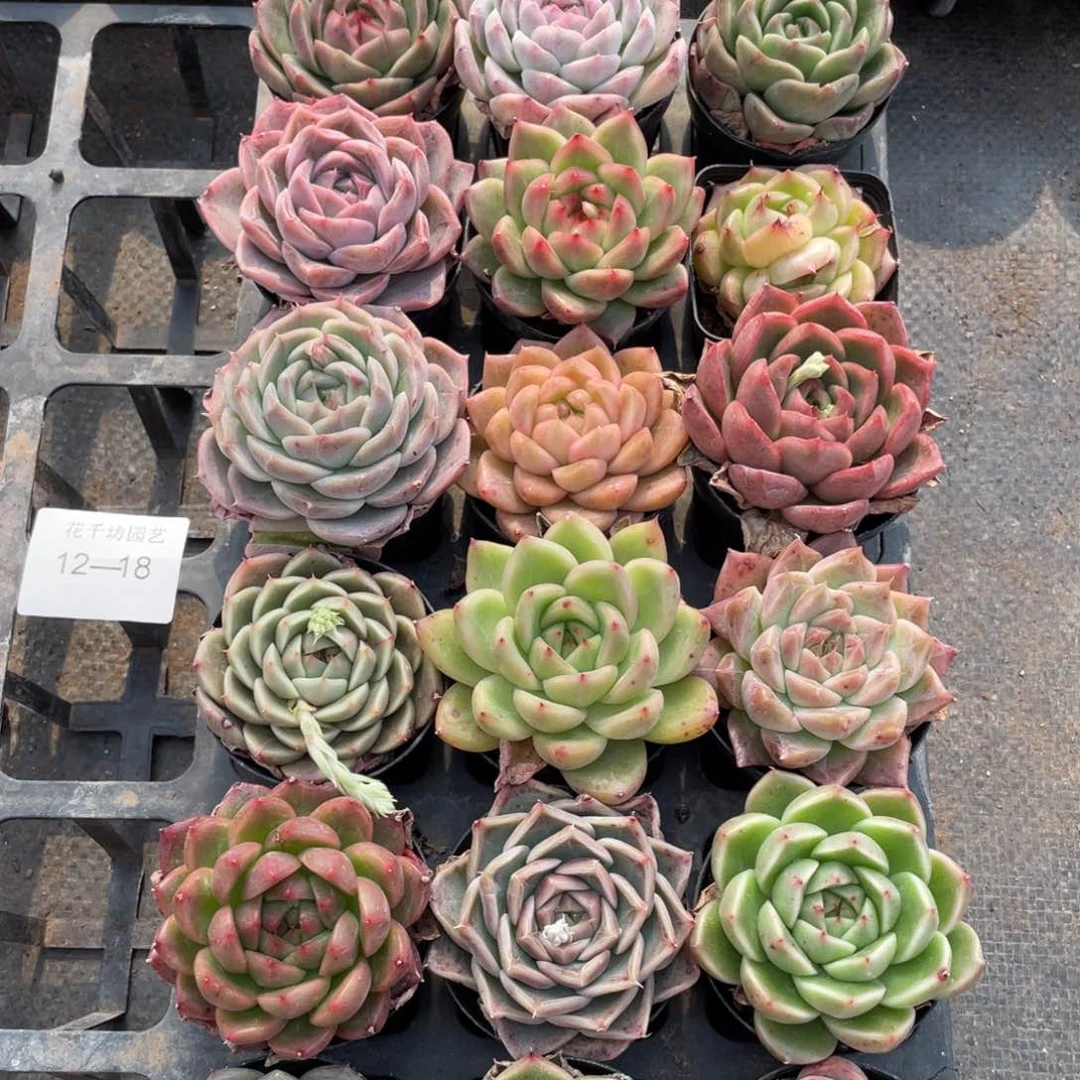 一物一拍18颗12-18