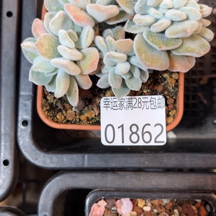 幸运儿是一位非常幸运