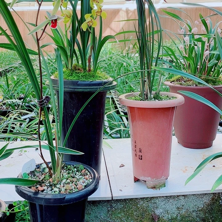 蜀***韵无花朵一物一漂亮开花