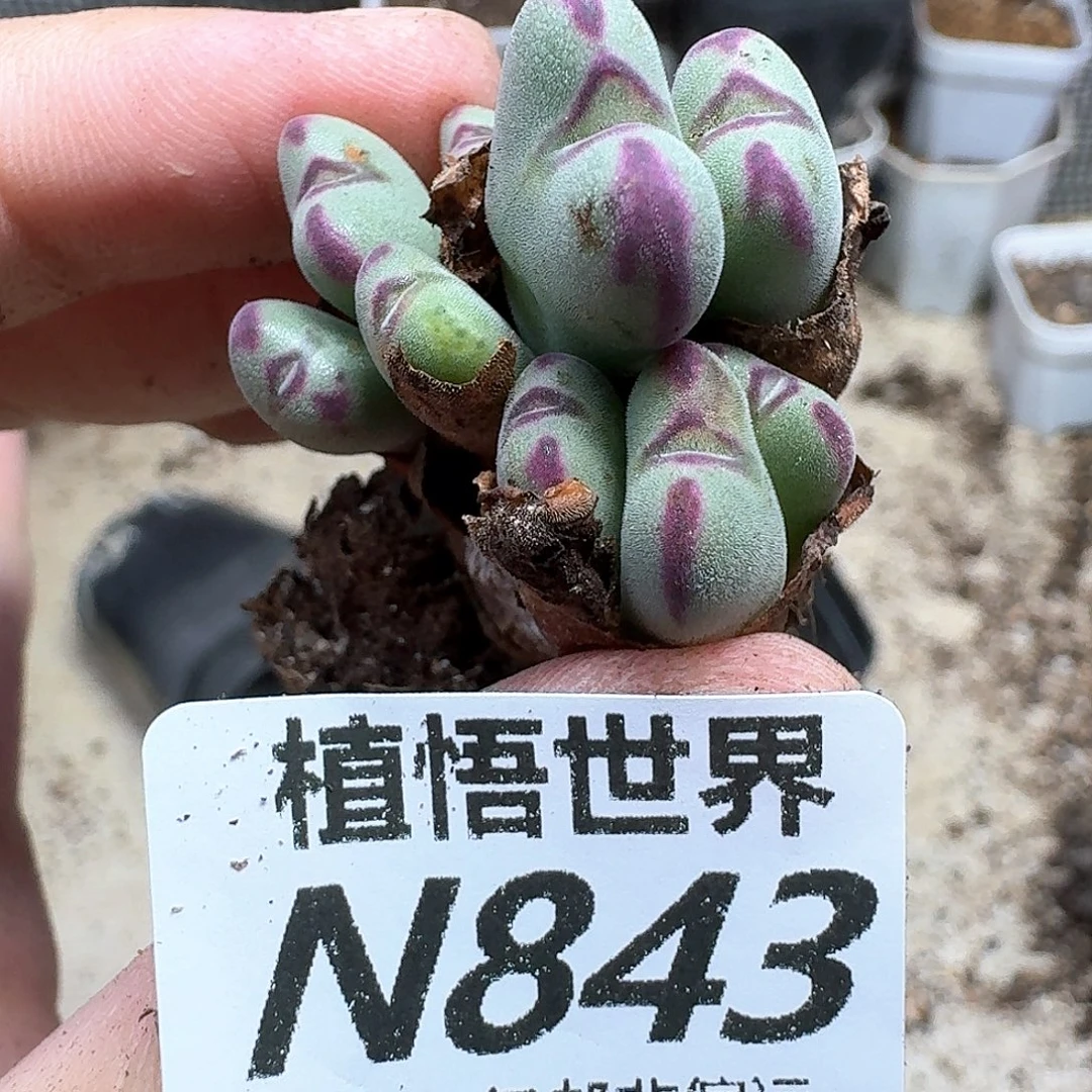 多肉植物的润泽发vh