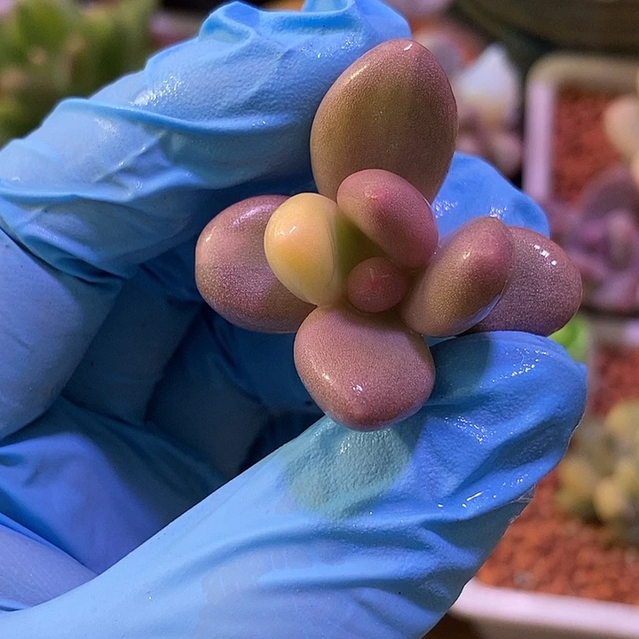 大叶奶酪杂文乐锦多肉植物