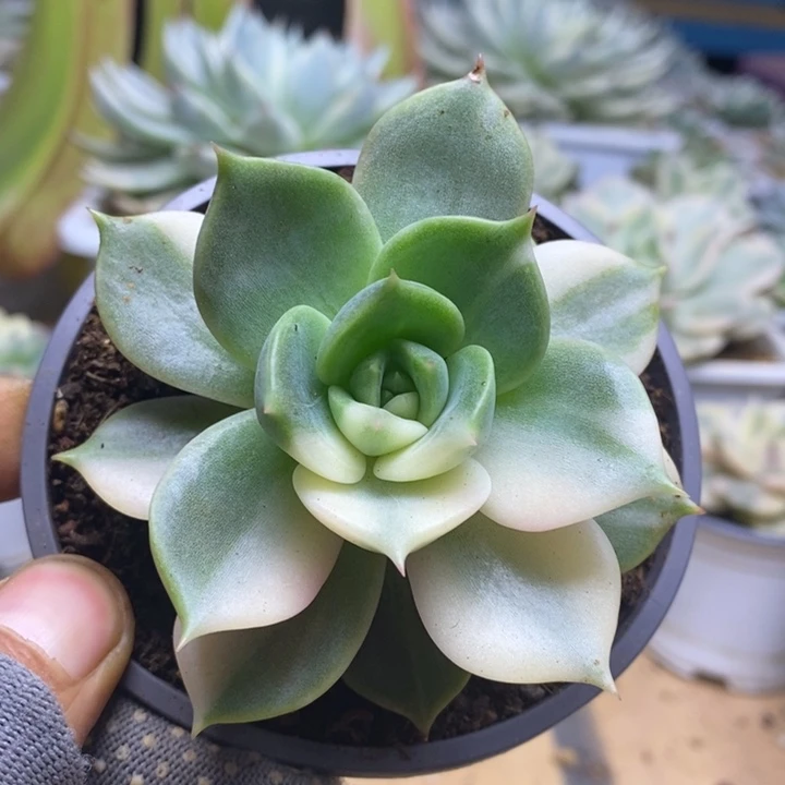 036贝加尔湖锦锦锦锦锦