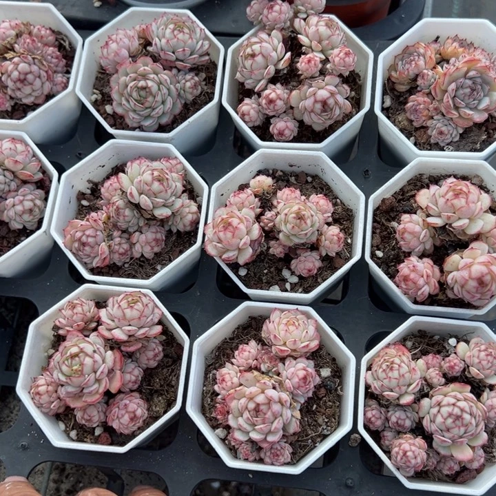 小红船一颗不包整量拍多肉满20包邮下午发