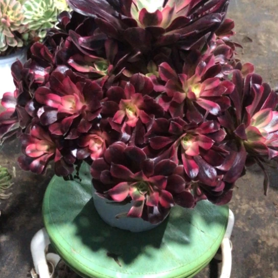 浅***然无花朵美杜莎法师多肉植物761号