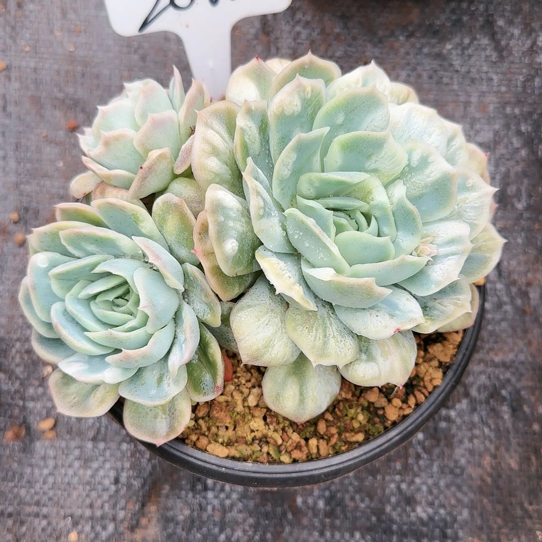 沫*呢2862号   105 肉