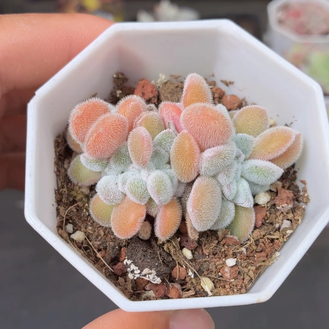 雪晃星缀化多肉9.9包邮发货