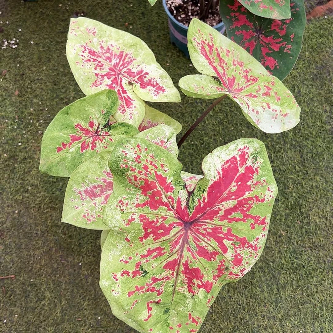 无花朵覆盆子彩叶芋4