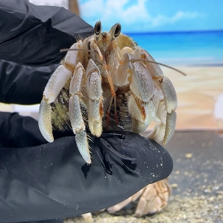 A6-1.6口蓝灰色的