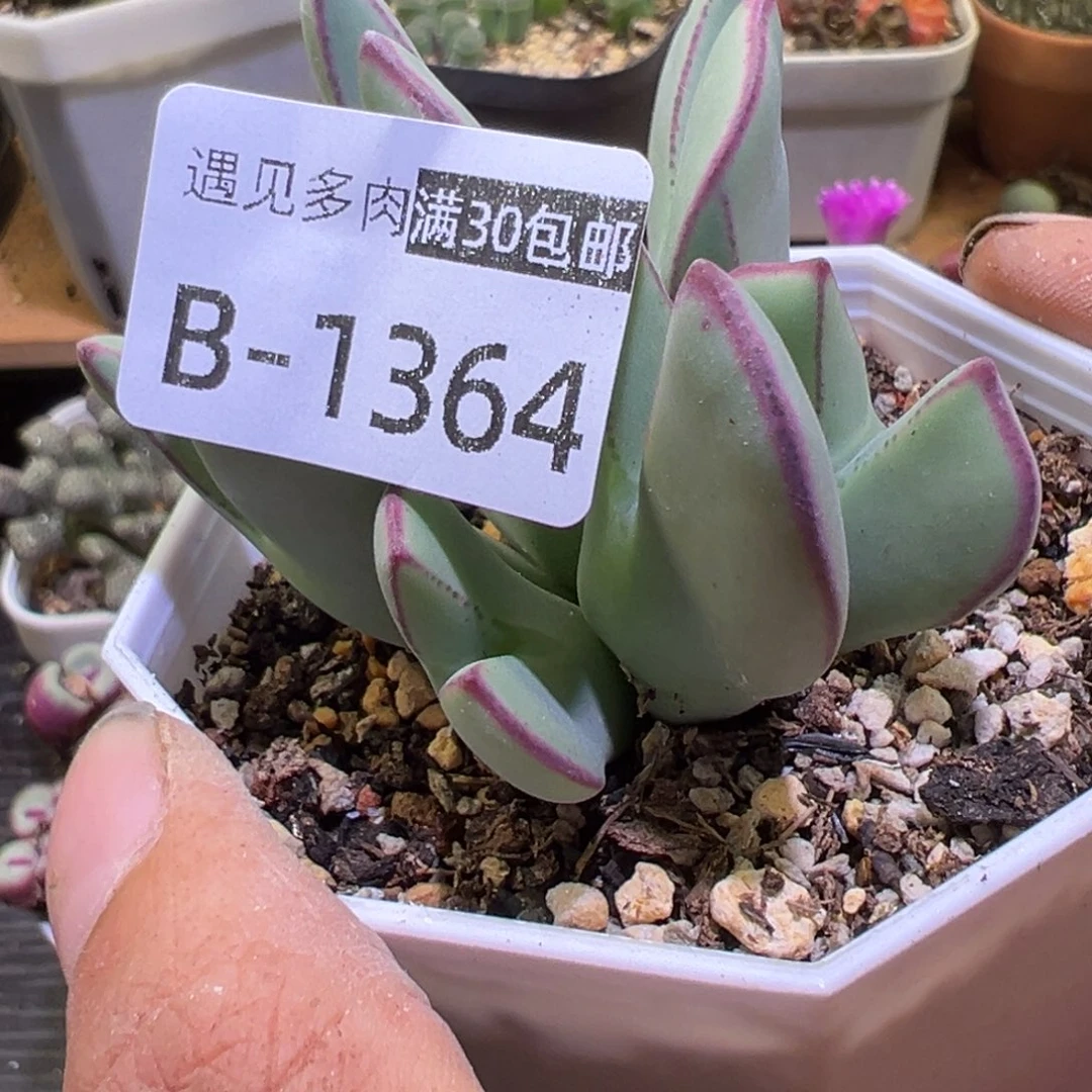 多肉植物11111111111