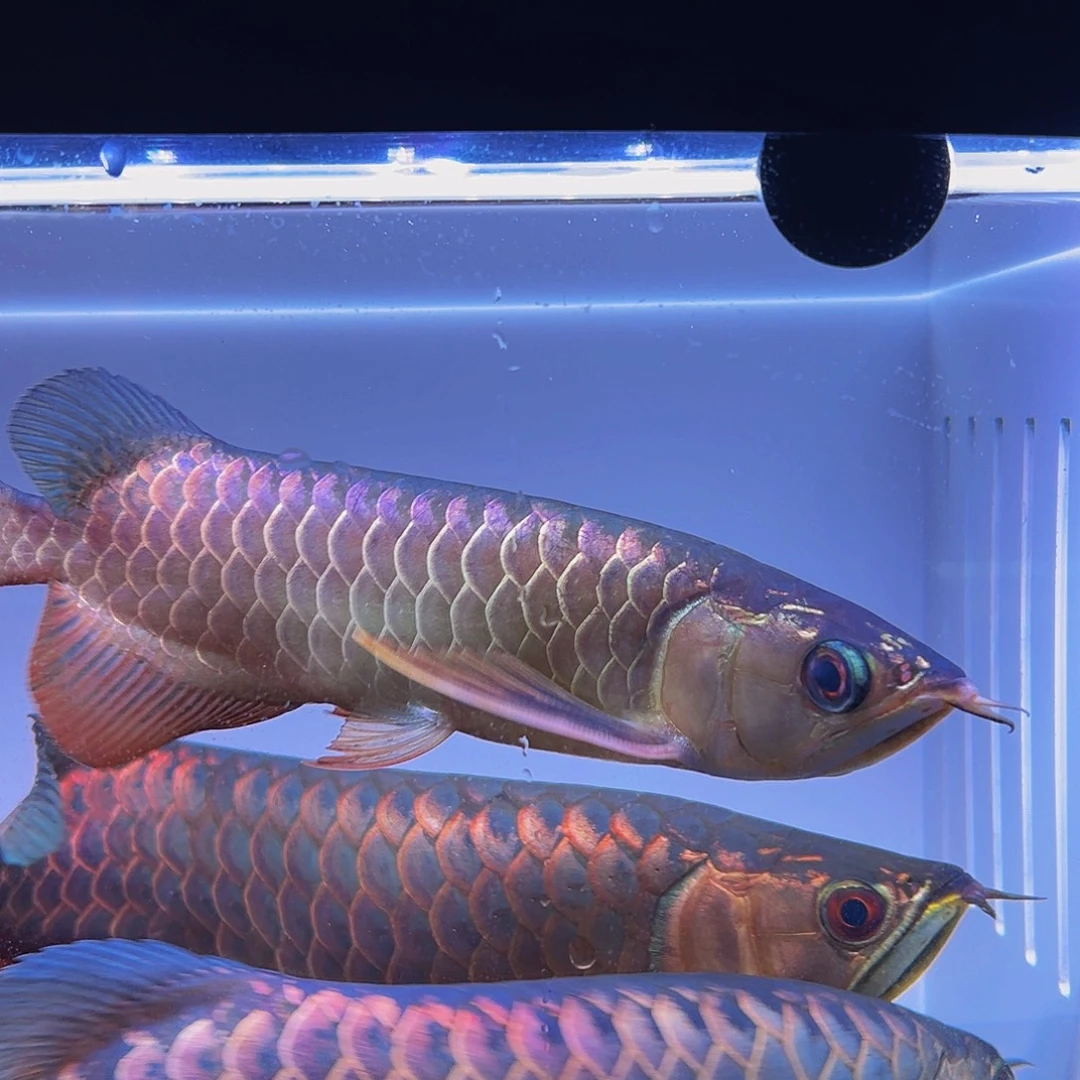 海水鱼观赏鱼热带鱼金龙鱼