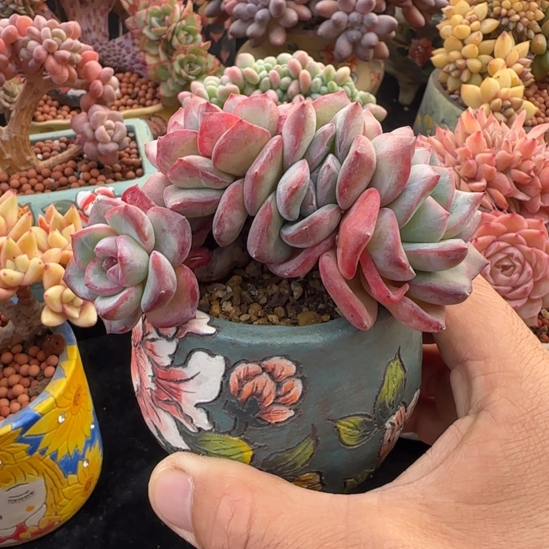 花***花55555556999996666666
